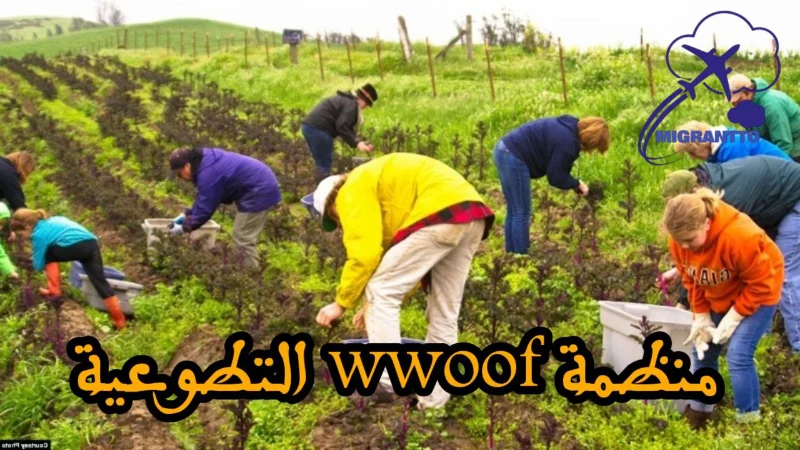 منظمة WWOOF التطوعية