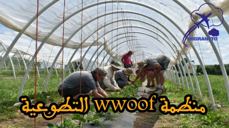 منظمة WWOOF التطوعية